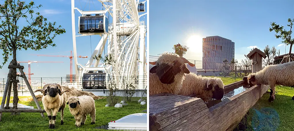 Walliser Schwarznasenschafe vor dem Riesenrad und an einer Holztränke im Werksviertel auf der Stadthochalm München.