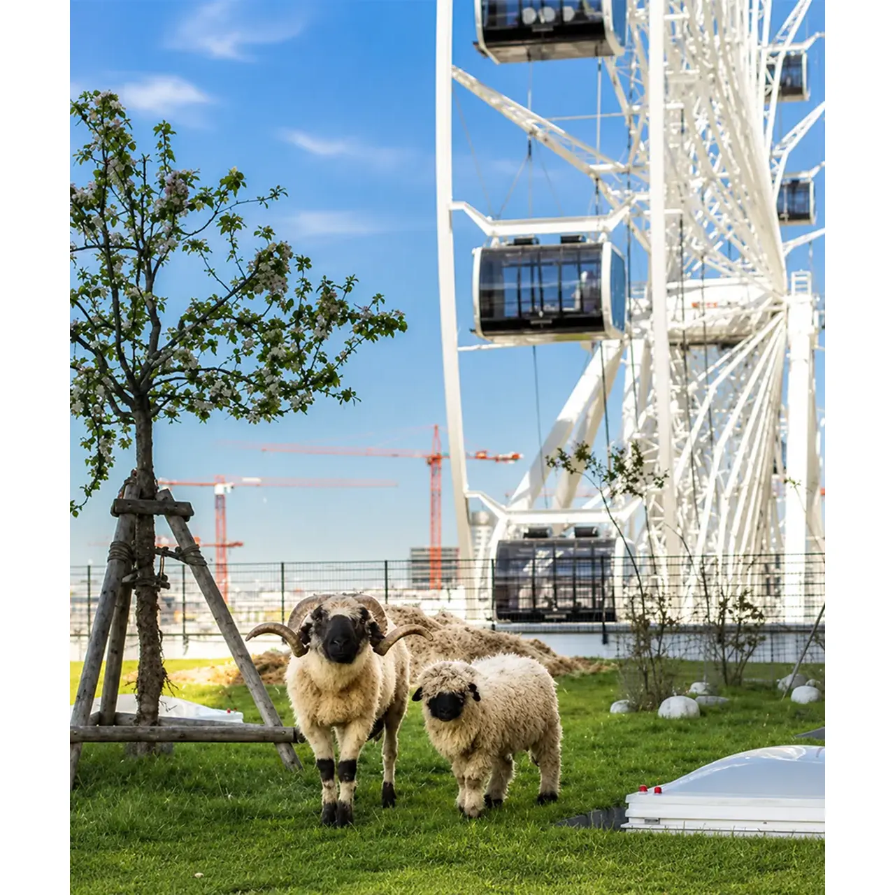 Walliser Schwarznasenschafe vor dem Riesenrad im Werksviertel auf der Stadthochalm München.